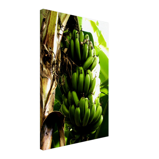 Banana Tree Canvas